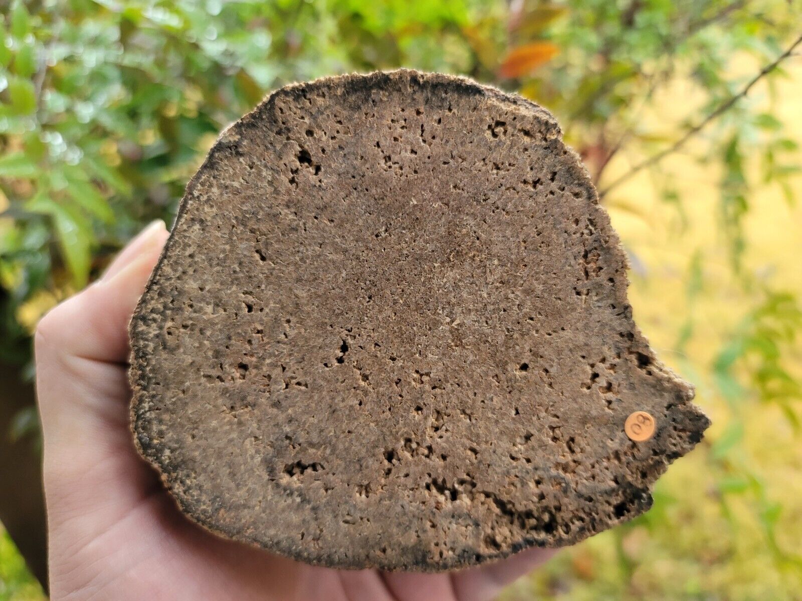Halite Pseudomorph Quartz Petrified wood Linn County Oregon Limb Branch