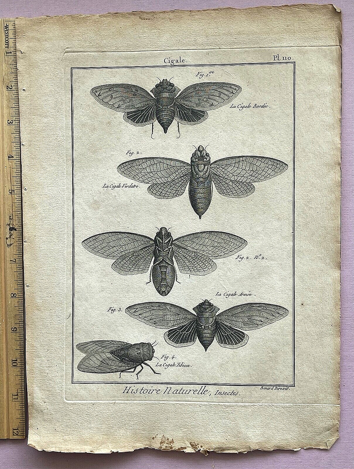 RARE 1751 ANTIQUE Martinet-Diderot CICADA INSECT PRINT - LOTS of CHARACTER PL110