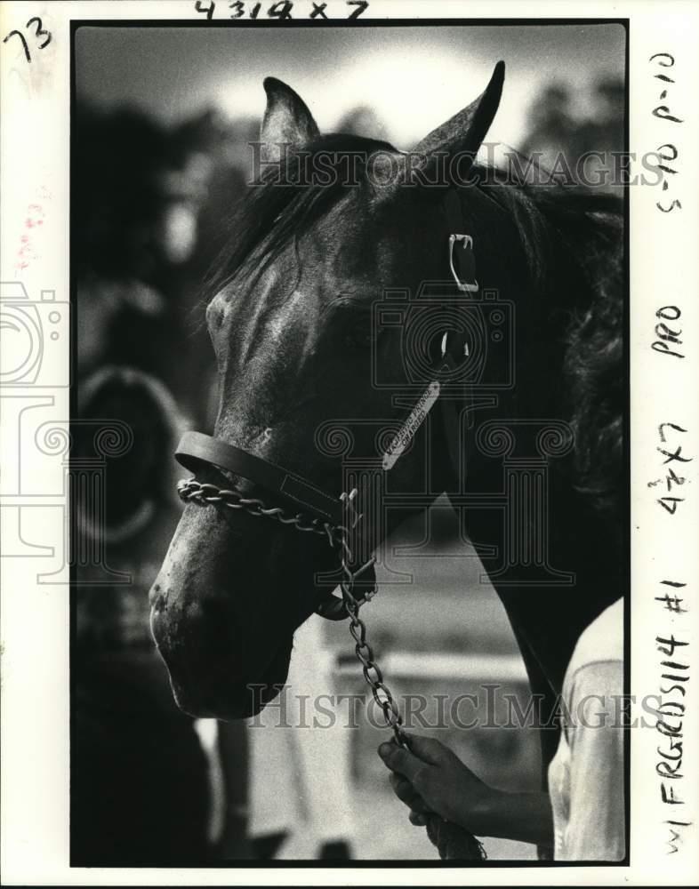 1980 Press Photo Yearling fascinated bidders and brought in top dollar