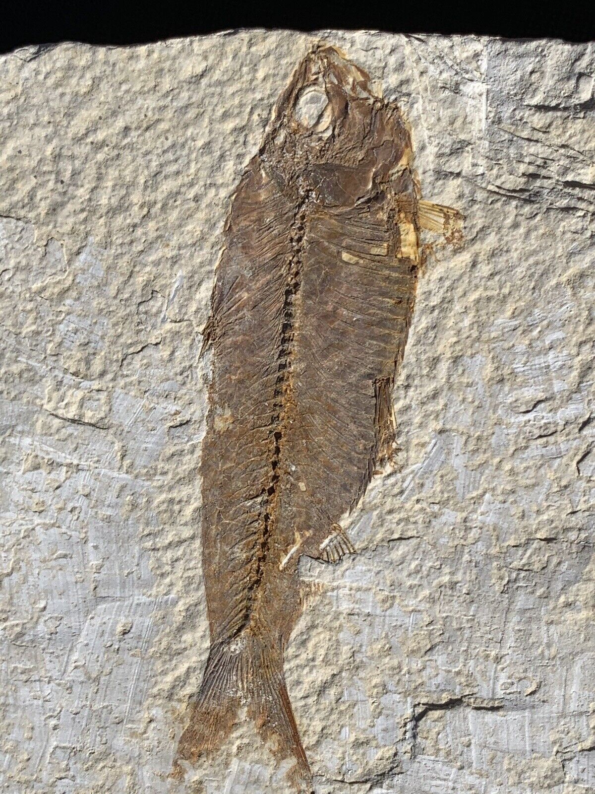 ☘️RR⛏: Wyoming Fish Fossil, Slabbed, Green River Formation, 7”