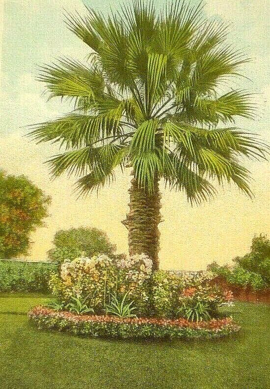 Tall Palm with Flowers 1920 Postcard New Orleans La