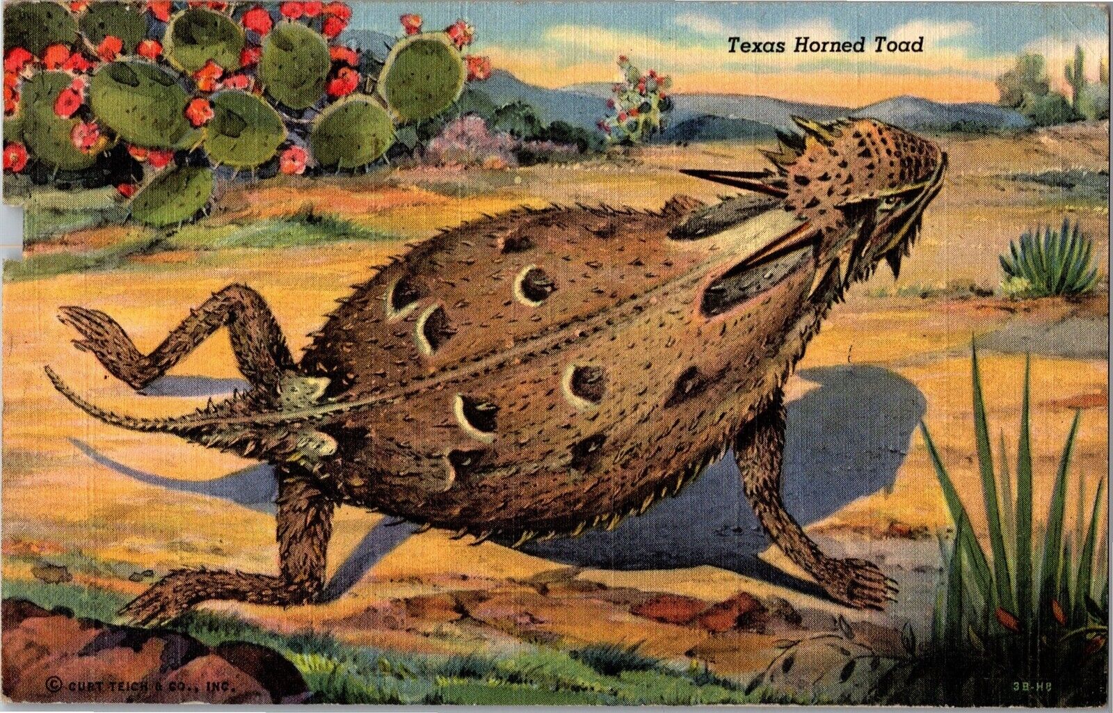 Texas Horned Toad c1945 Vintage Postcard S02