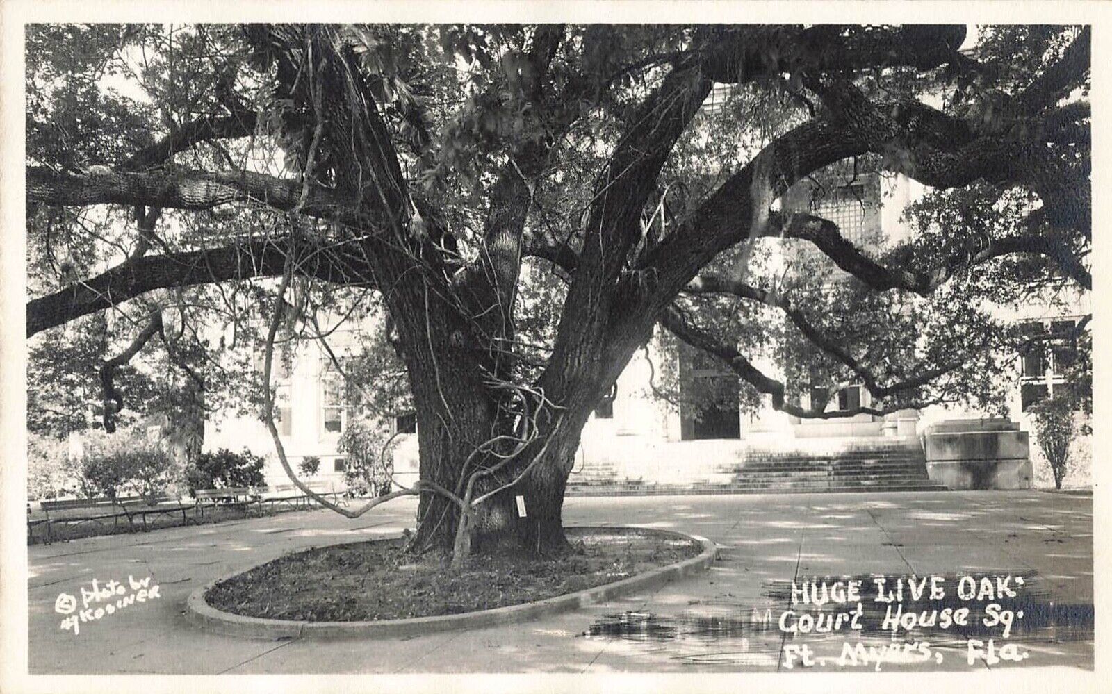 Real Photo Postcard Fort Myers FL Court House Square Live Oak 1939-50      A4