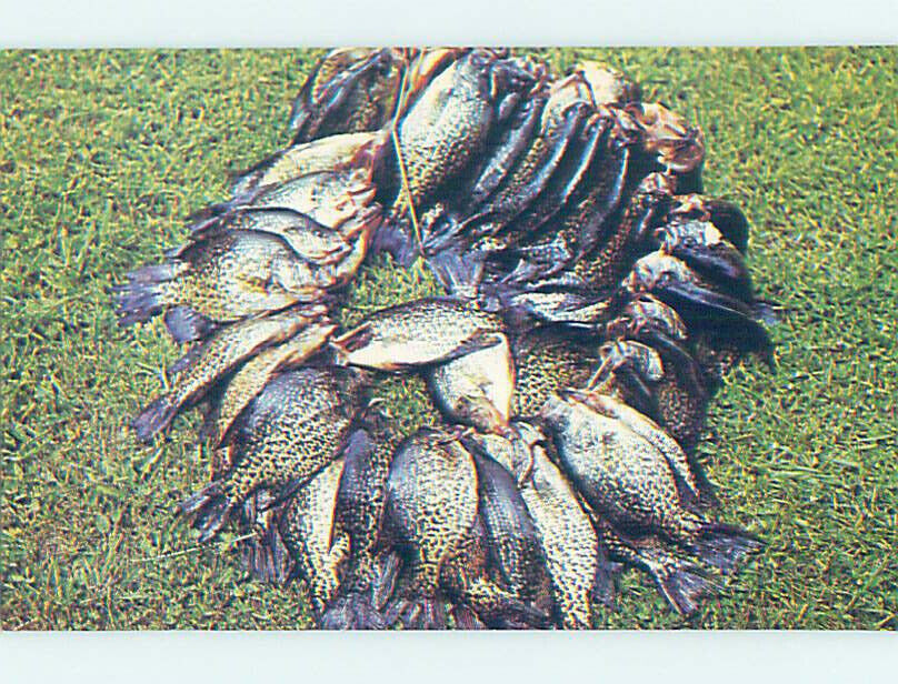 Pre-1980 FISHING - CRAPPIES FISH CAUGHT State Of Minnesota MN AD2606
