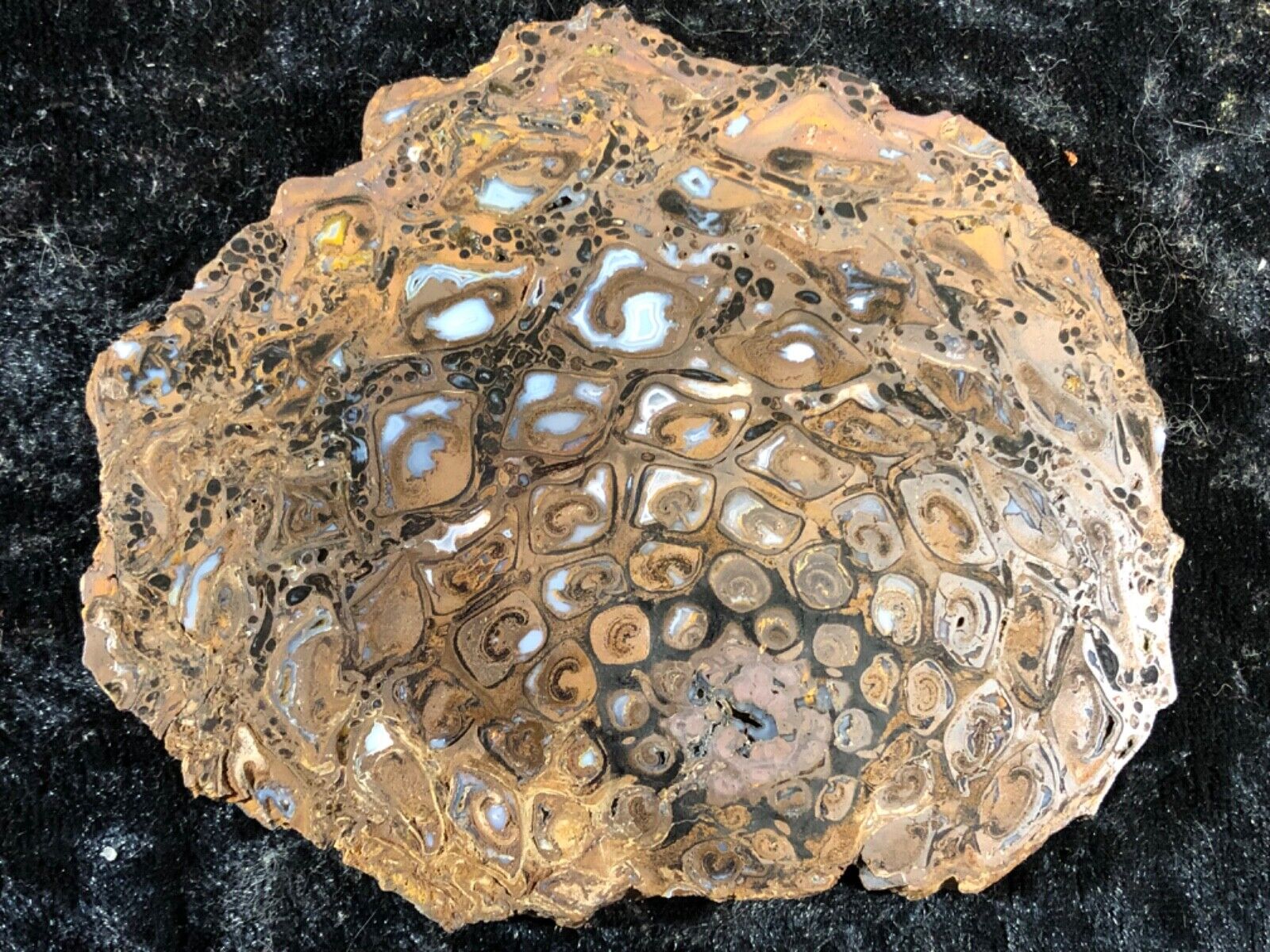 Rare Petrified Wood Fern PaleoOsmunda Queensland, Australia Permian  3.75”x3”