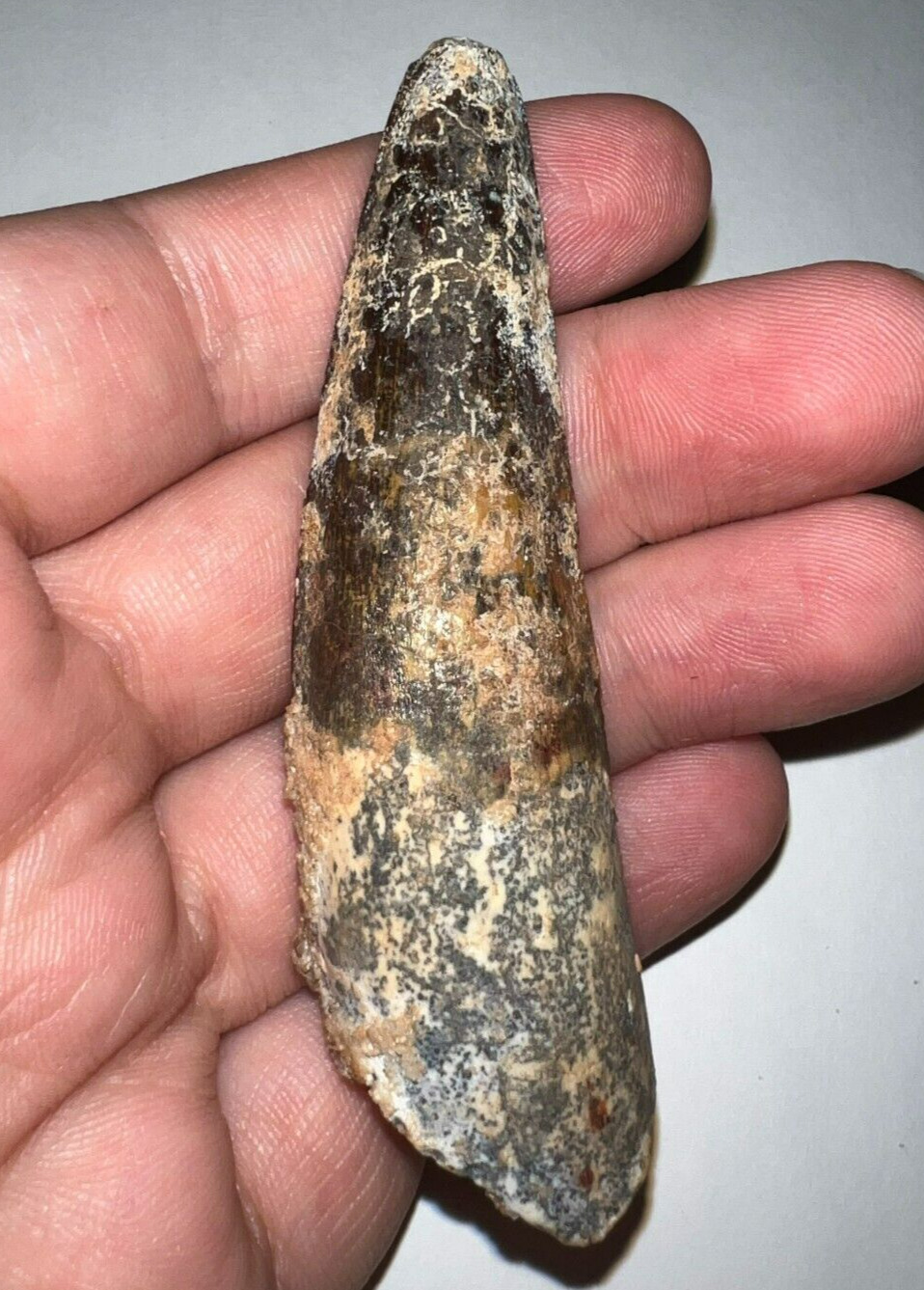HUGE SPINOSAURUS SPINOSAUR Fossil Dinosaur Tooth 3.226 INCHES NO REPAIR