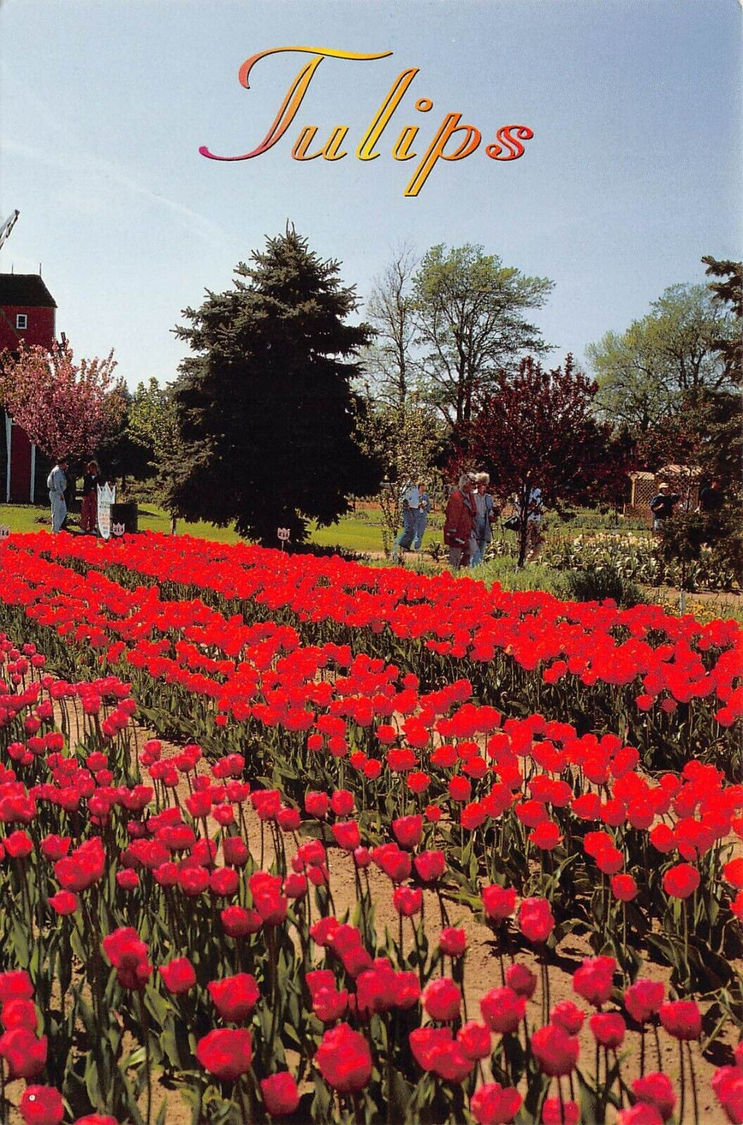 Vtg 1990s Postcard 6x4 Tulips Garden Scenic Flower Beds Floral Spring Summer L10