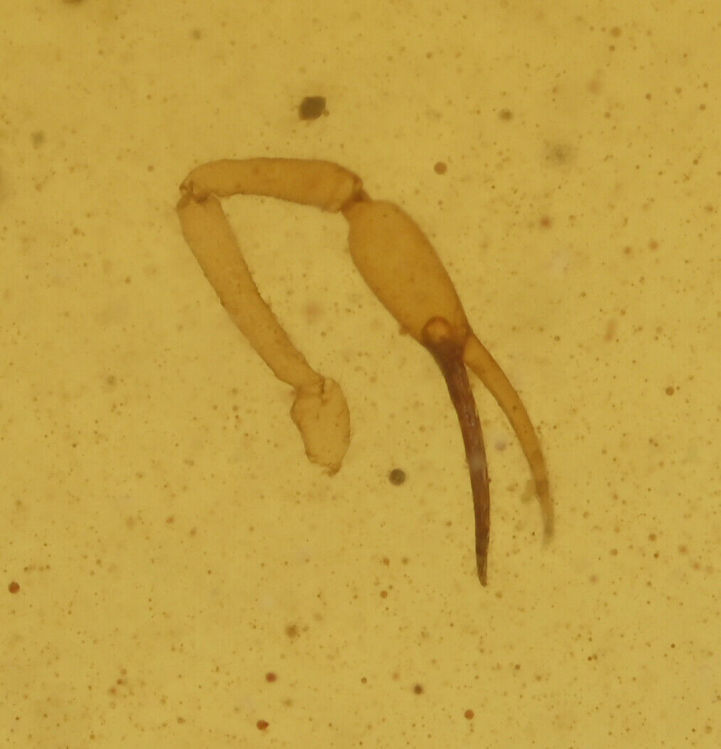 Rare Scorpion Pedipalps (pincer), Fossil insect inclusion in Burmese Amber