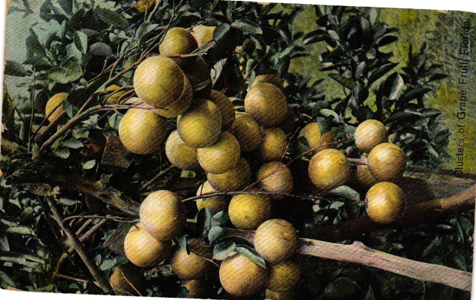 Vintage Postcard- Clusters of Grapefruit, FL