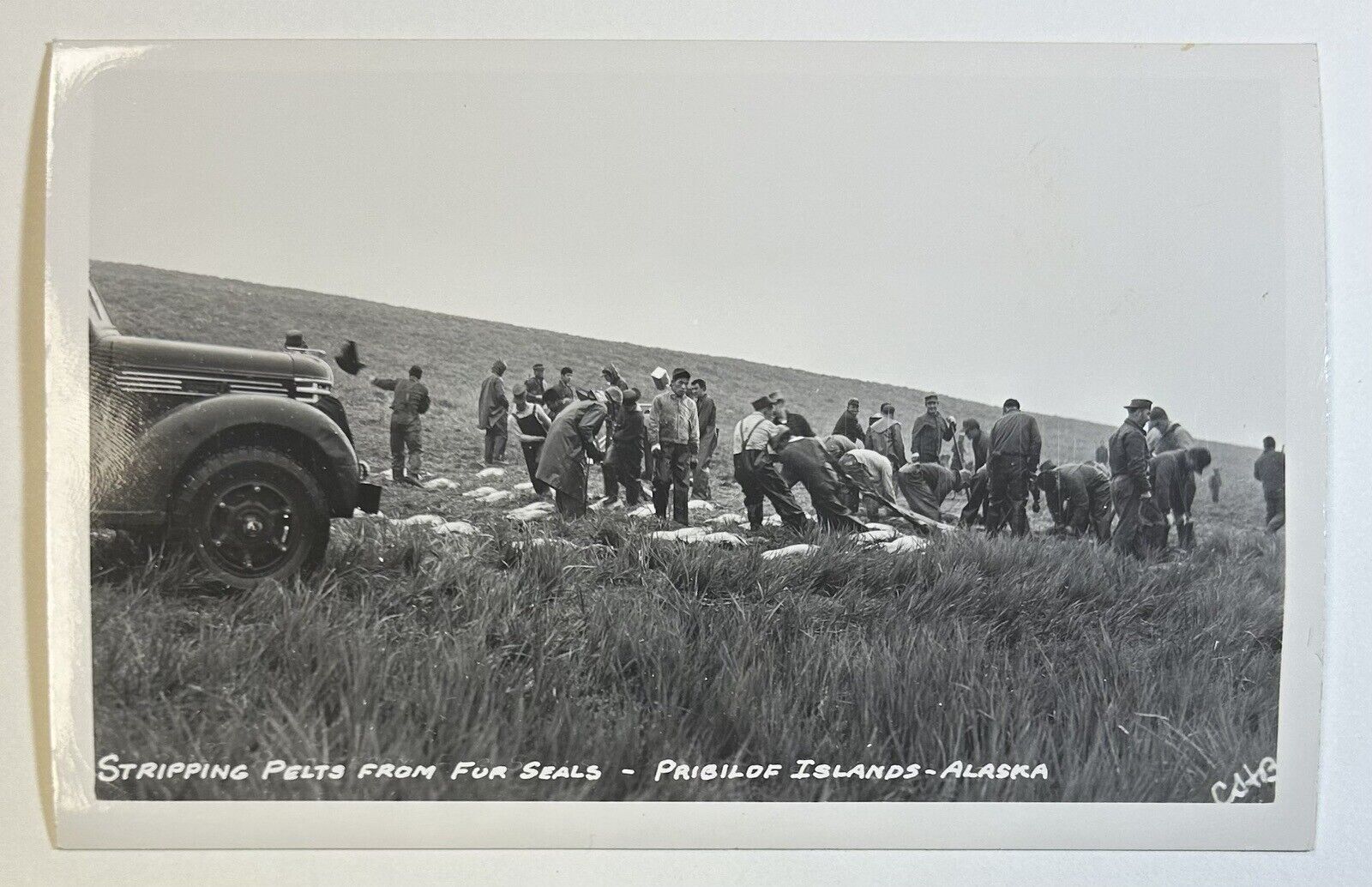 Stripping Pelts from Fur Seals Pribilof Islands, Alaska Black & White Postcard