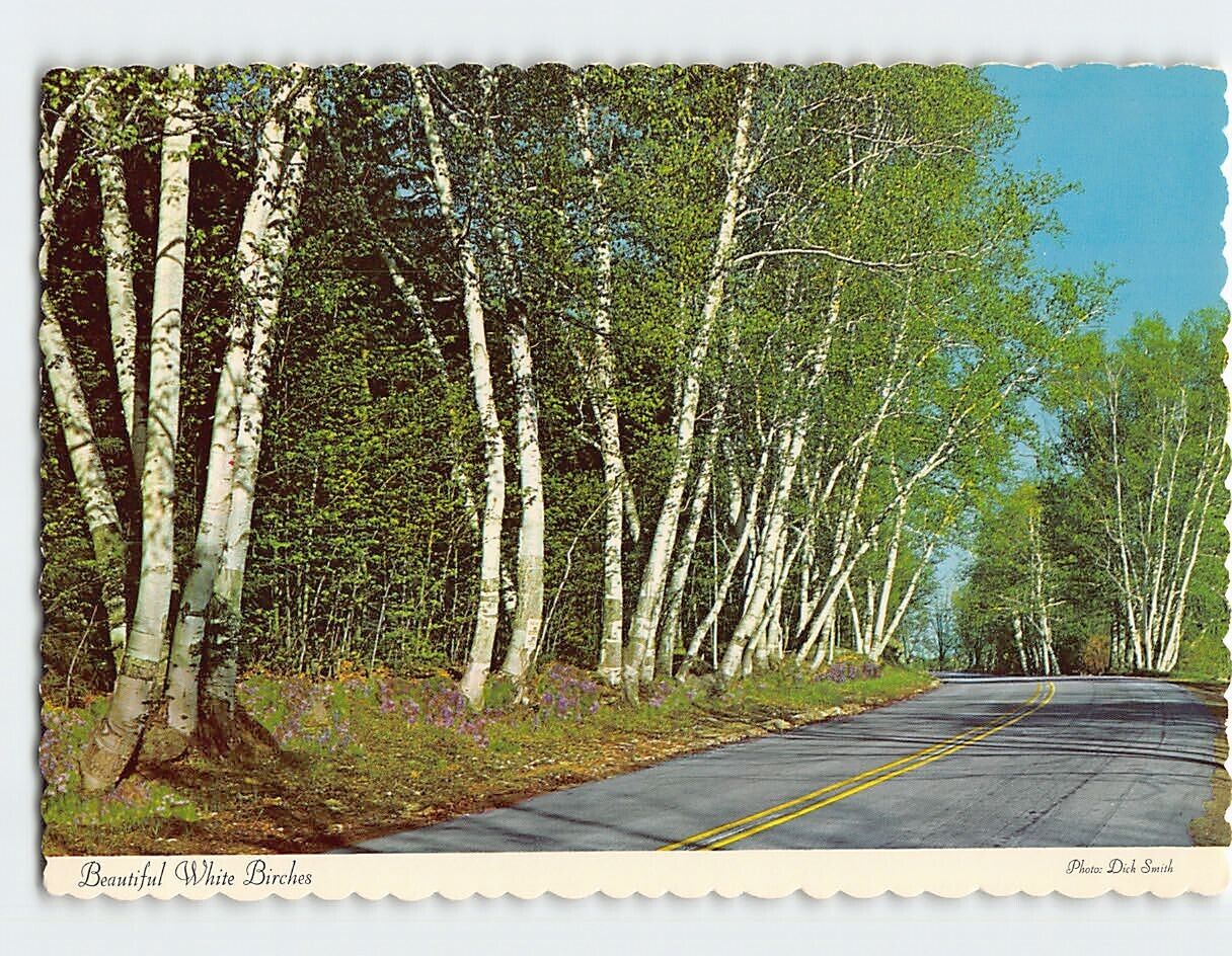 Postcard Beautiful White Birches