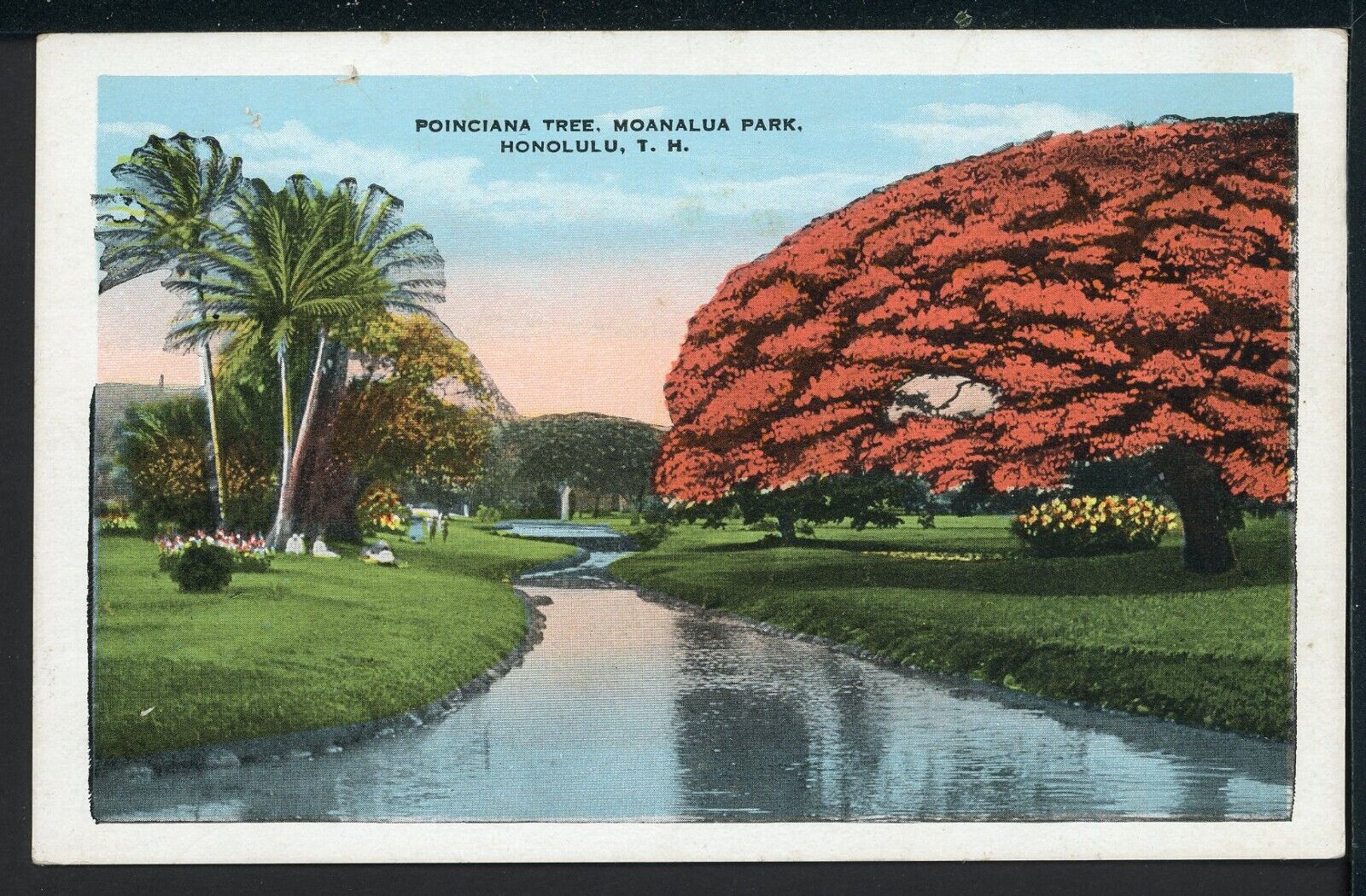 Early Poinciana Tree Moanalua Park Honolulu HI Historic Vintage Postcard M096a