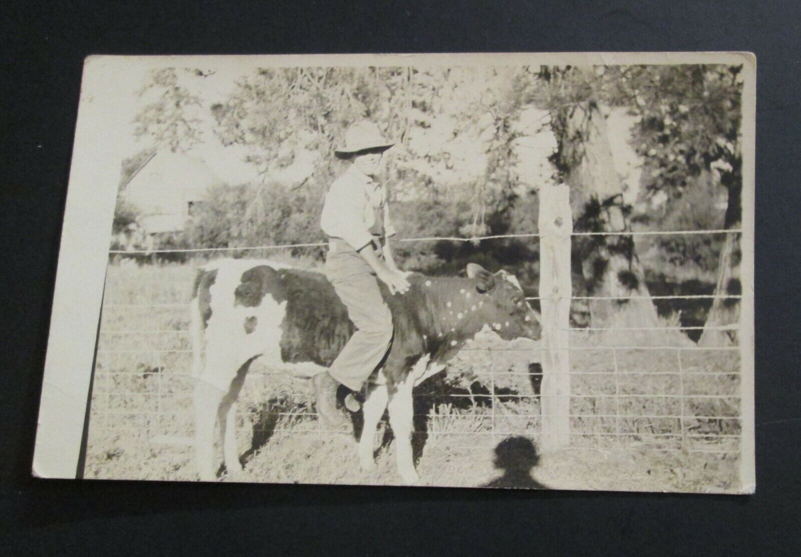 cute Real Photo postcard RPPC boy riding a calf / cow - early 1900\'s