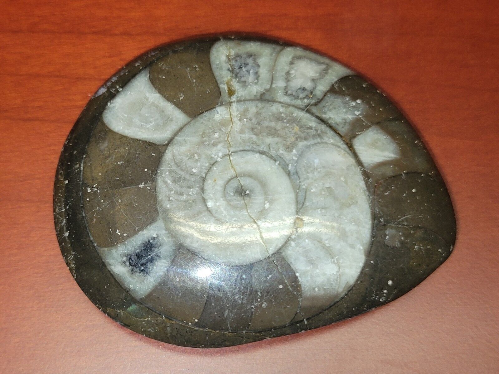  Very  Rare ammonite fossil?