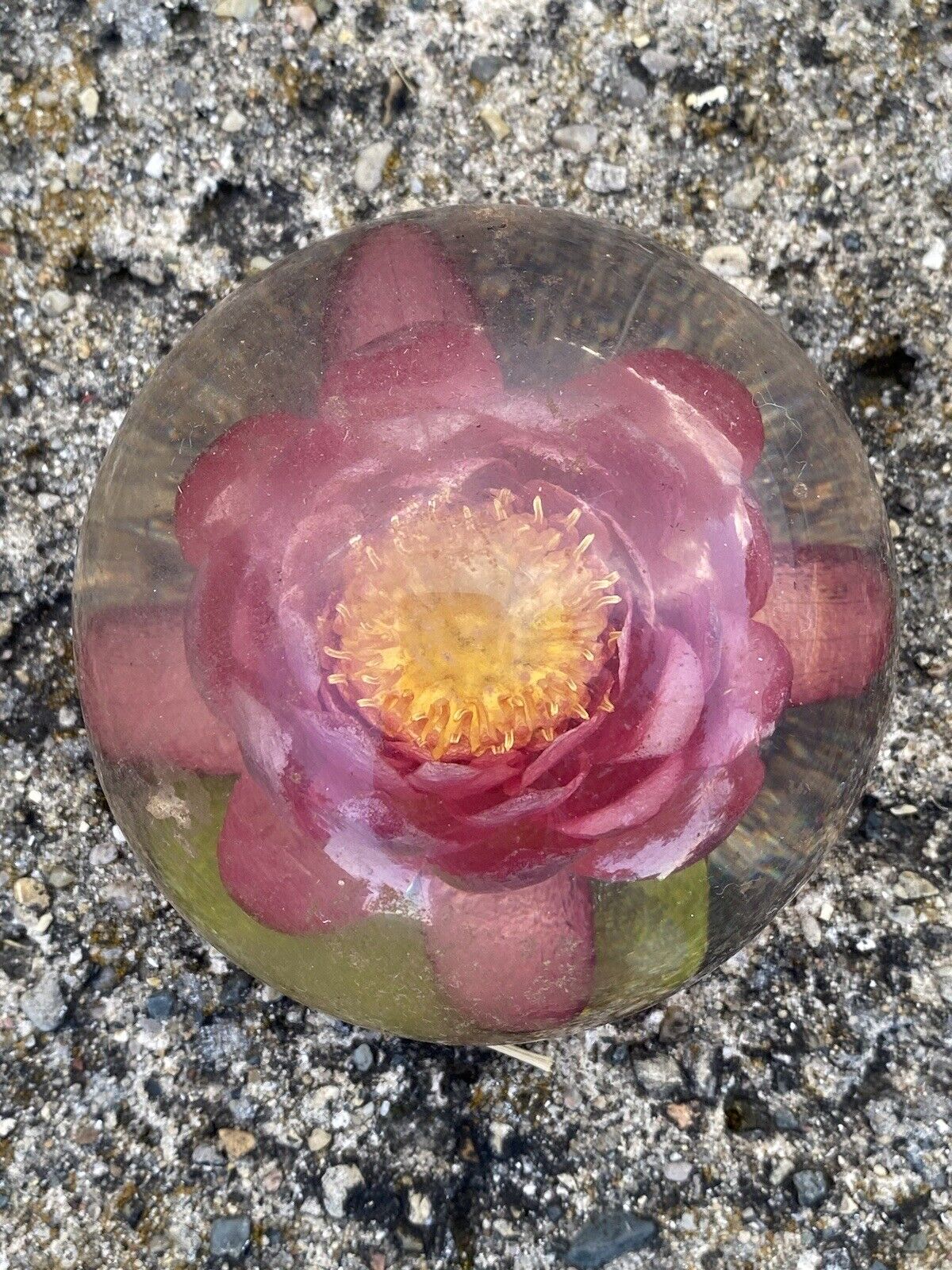 Real Preserved Flower Acrylic Paperweight