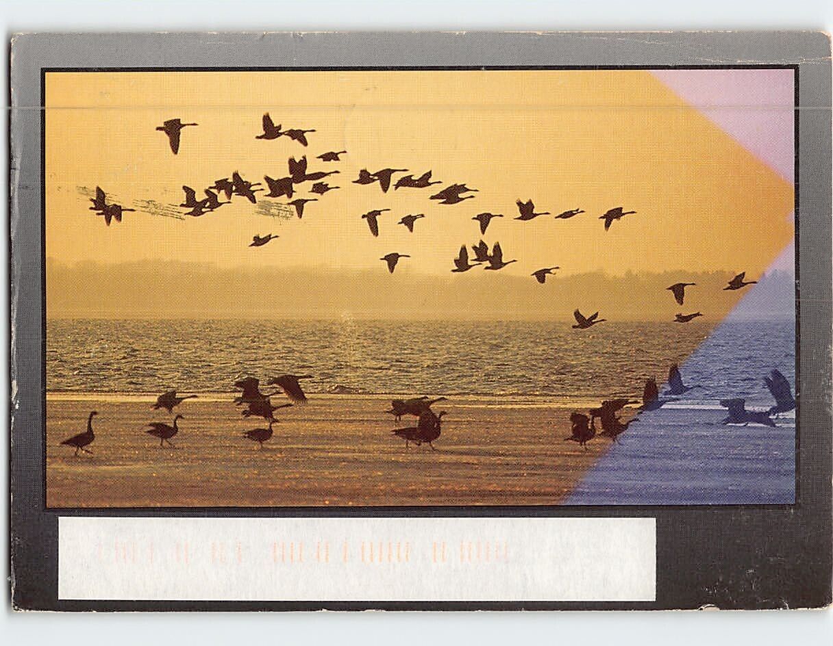 Postcard Canadian Geese fly silhouetted in the sunset Spirit Lake Iowa USA