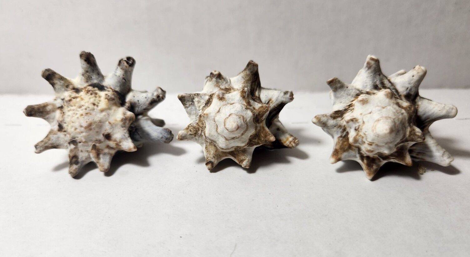 LOT 3 Hexaplex Radix Black Murex Conch Seashells w/ Spikes 1.75” long 1.60\