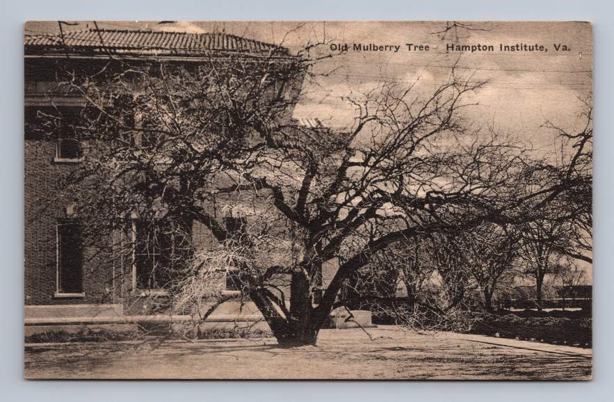 Old Mulberry Tree ~ Hampton University Virginia Antique Albertype Postcard ~20s