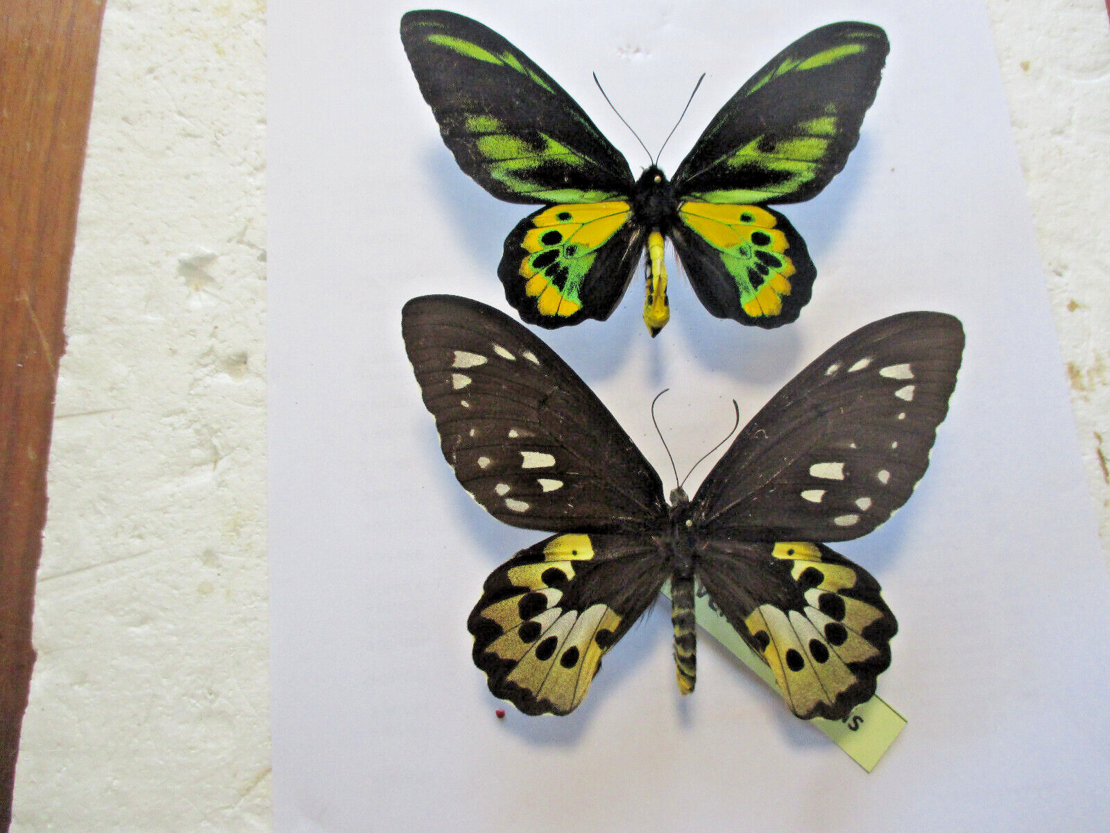 Entomology Papilionidae Ornithoptera Rothschildi Couple Irian Jaya