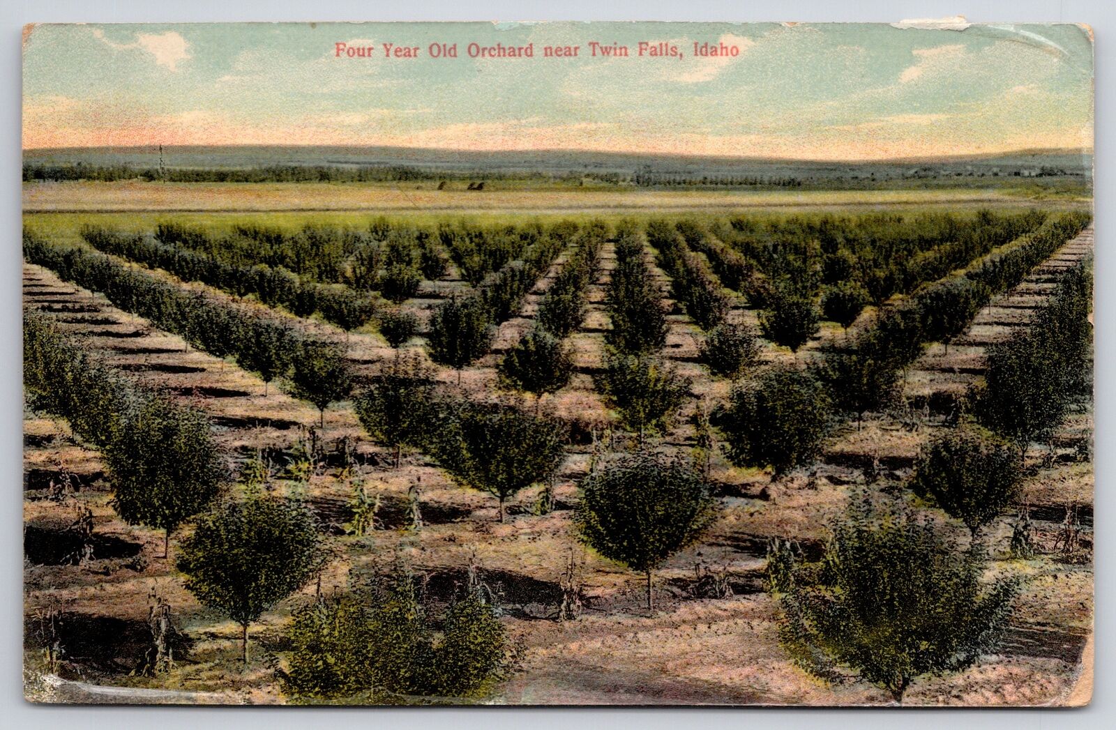 Twin Falls Idaho~Four Year Old Orchard Birdseye View~c1910 Postcard