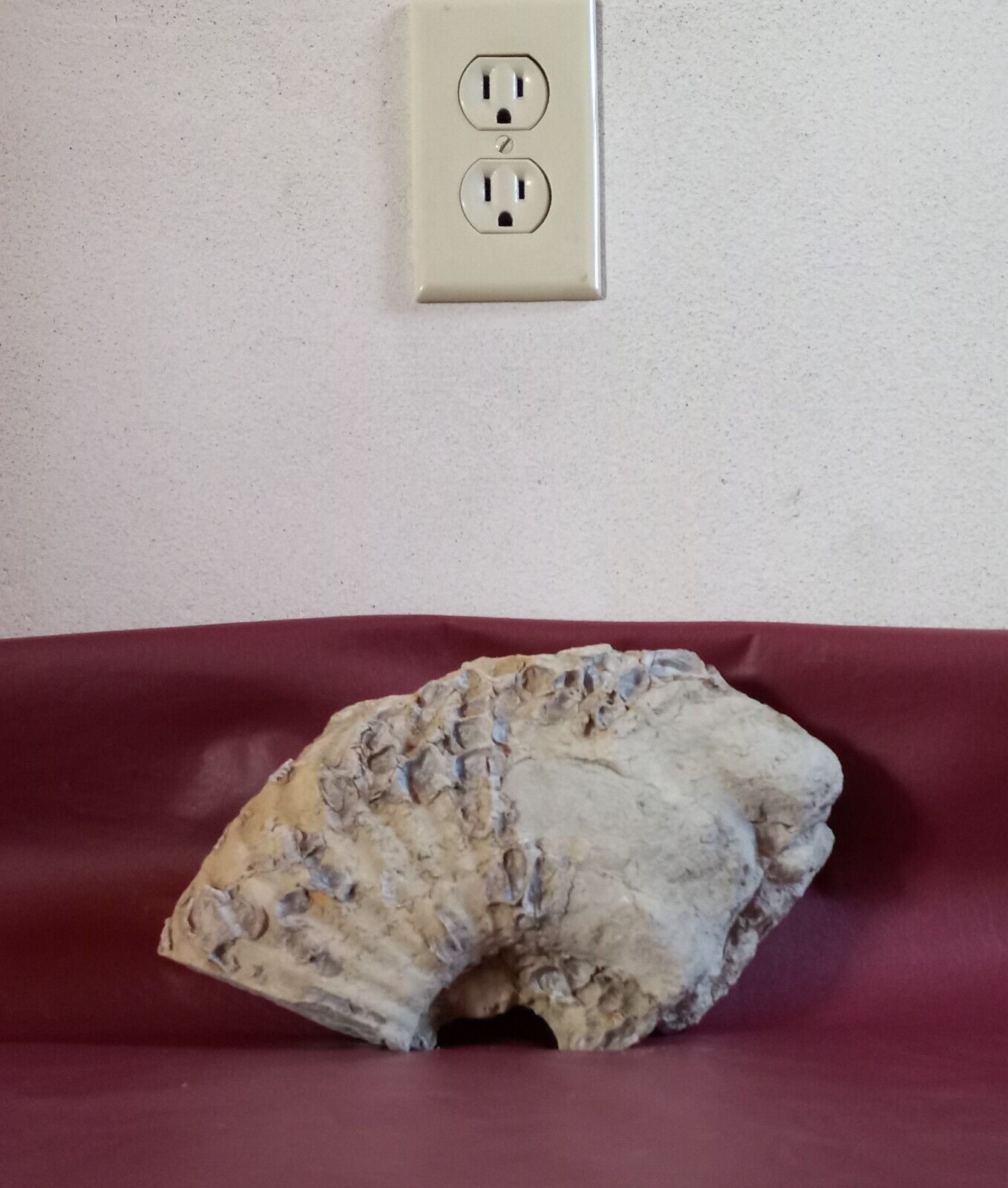 Large 6 lb Fossil Ammonite Specimen w/ Barnacles