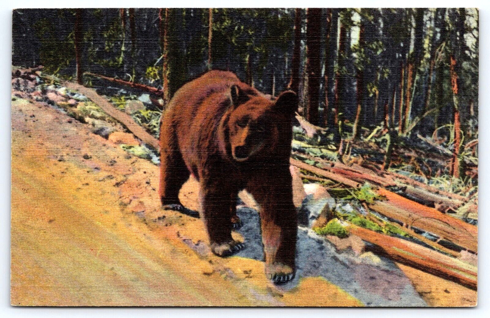Original Old Antique Vintage Outdoor Postcard Brown Bear Walking In Trees