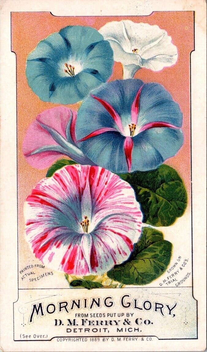 Detroit MI D M Ferry Co Morning Glory Seeds Color Variety Trial Grounds DPV1