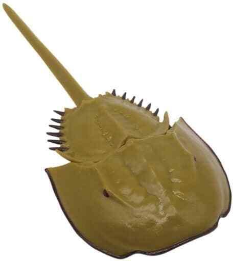 Trading Figure Horseshoe Crab Playable Creature Series Water Friends Everyone\'S