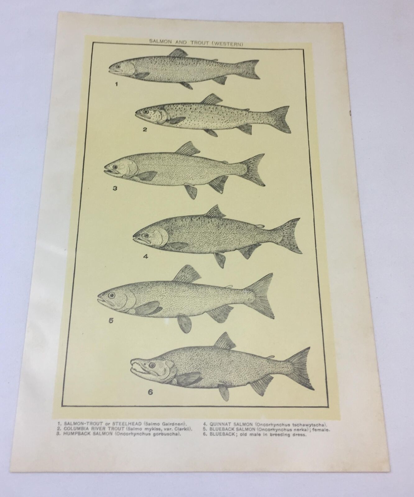 1918 print ~ SALMON AND TROUT