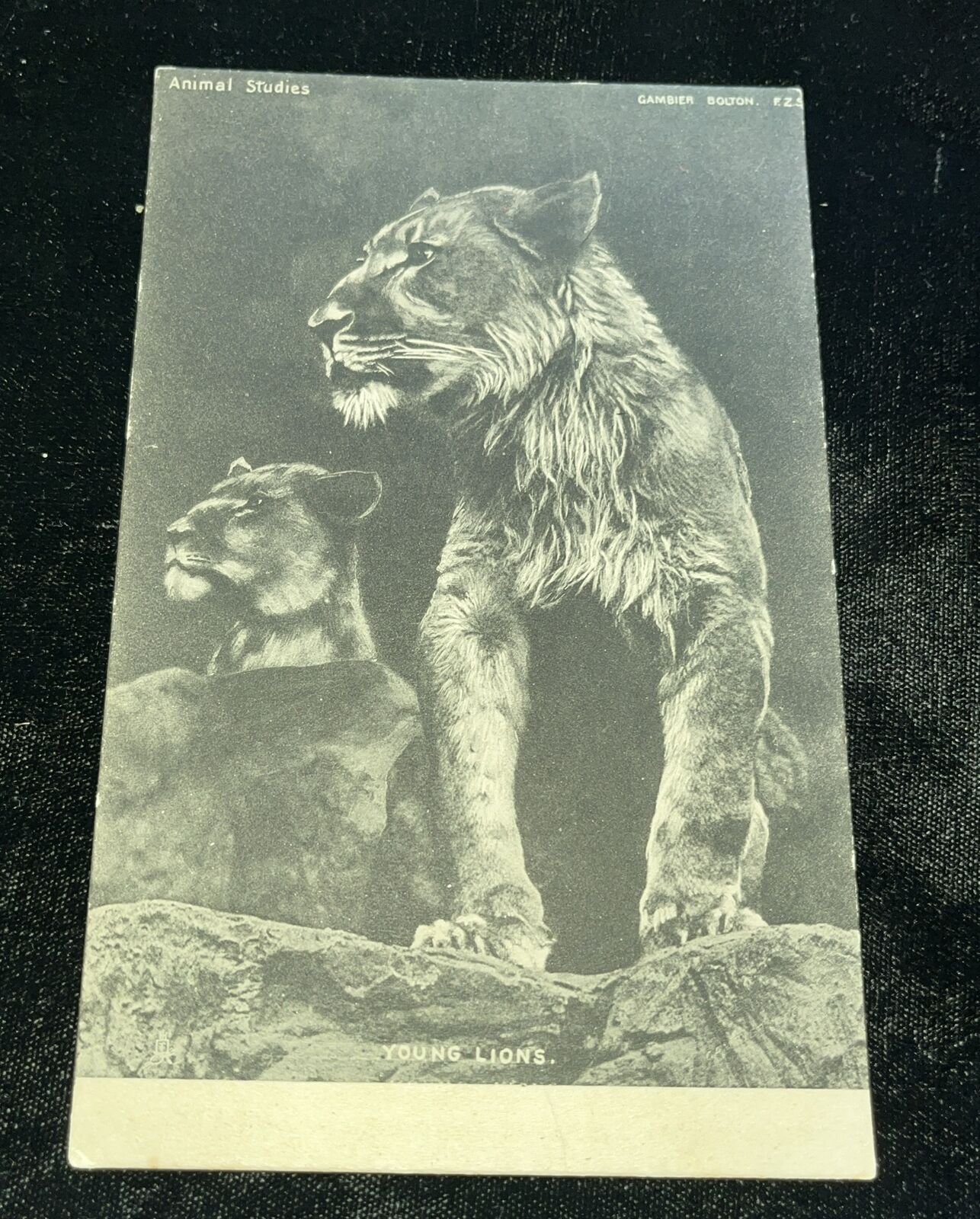 Tuck’s  ANIMAL STUDIEs Series  Young Lions Rare Unused Postcard c1905