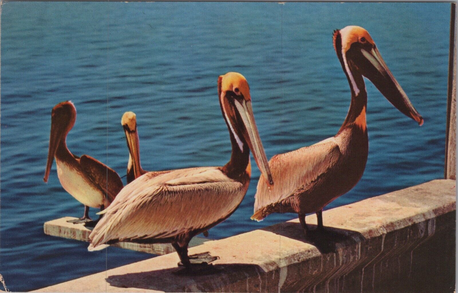 A Peculiar Bird is the Pelican Florida FL c1960-70s UNP Postcard 7521.1 MR ALE