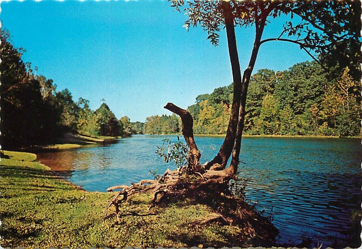 Postcard Current River Scene, Missouri Ozarks