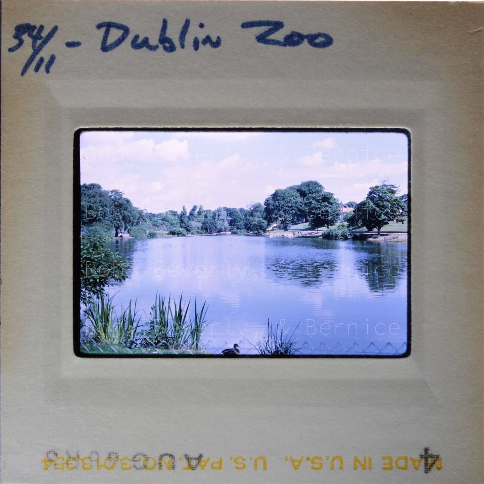 Vintage 35mm Slide Photo — Ireland Dublin Zoo Water Duck Lake Trees Sky — 1968