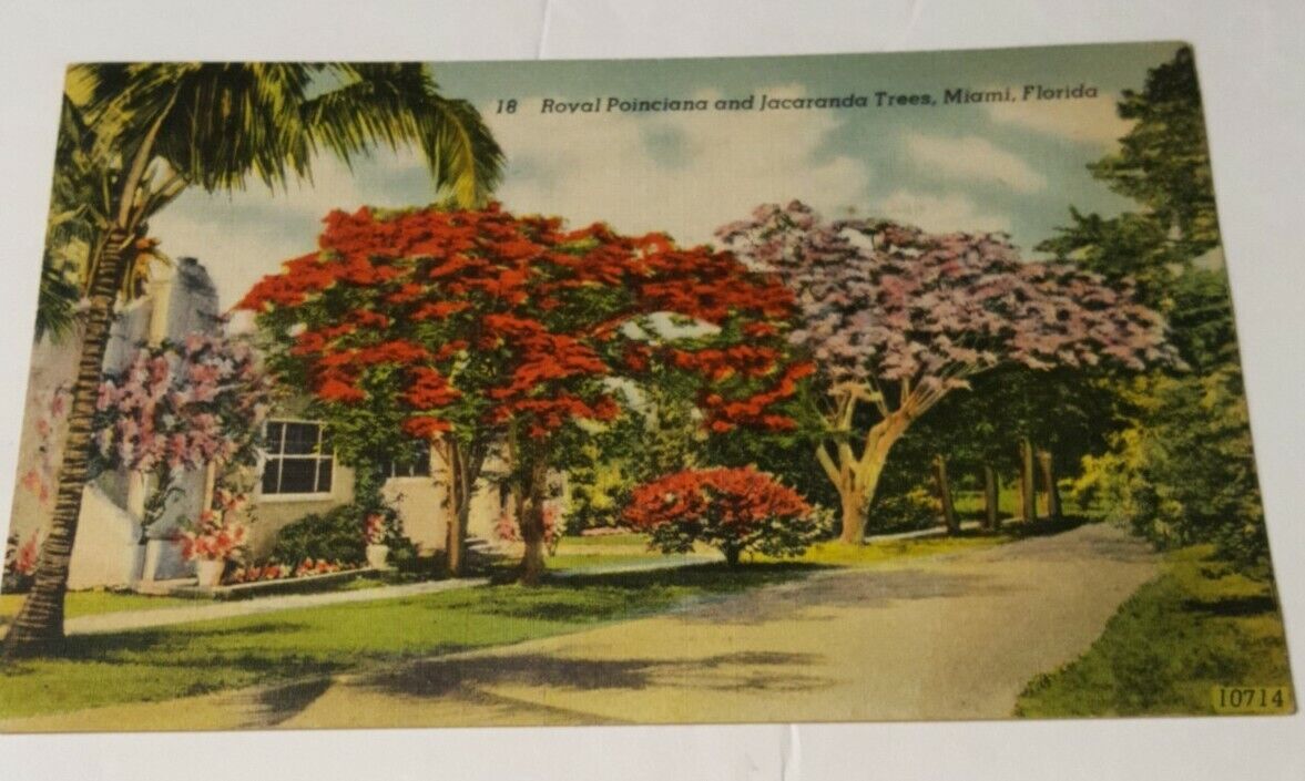 1946 postmarked FLORIDA linen postcard Poinciana & Jacaranda trees in Miami FL