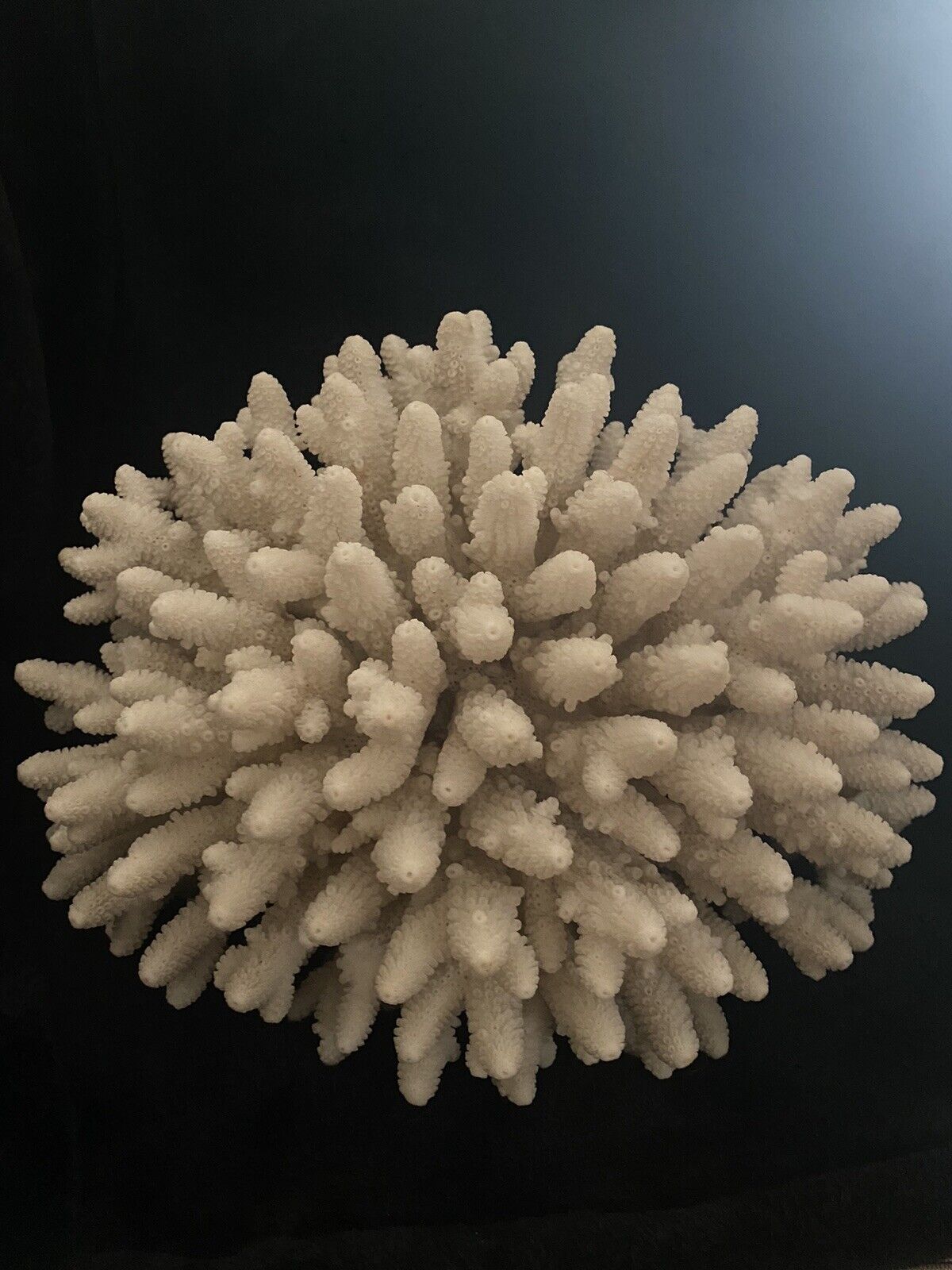 Real Coral White Heavy Large 3lbs+