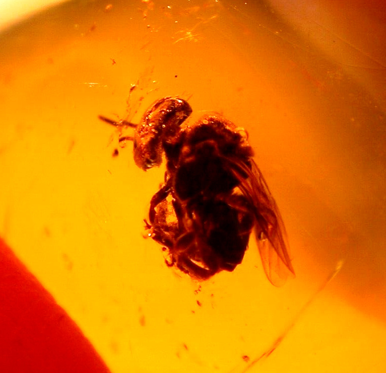 EXTINCT Bee with Large Eyes in Dominican Amber Fossil Gem