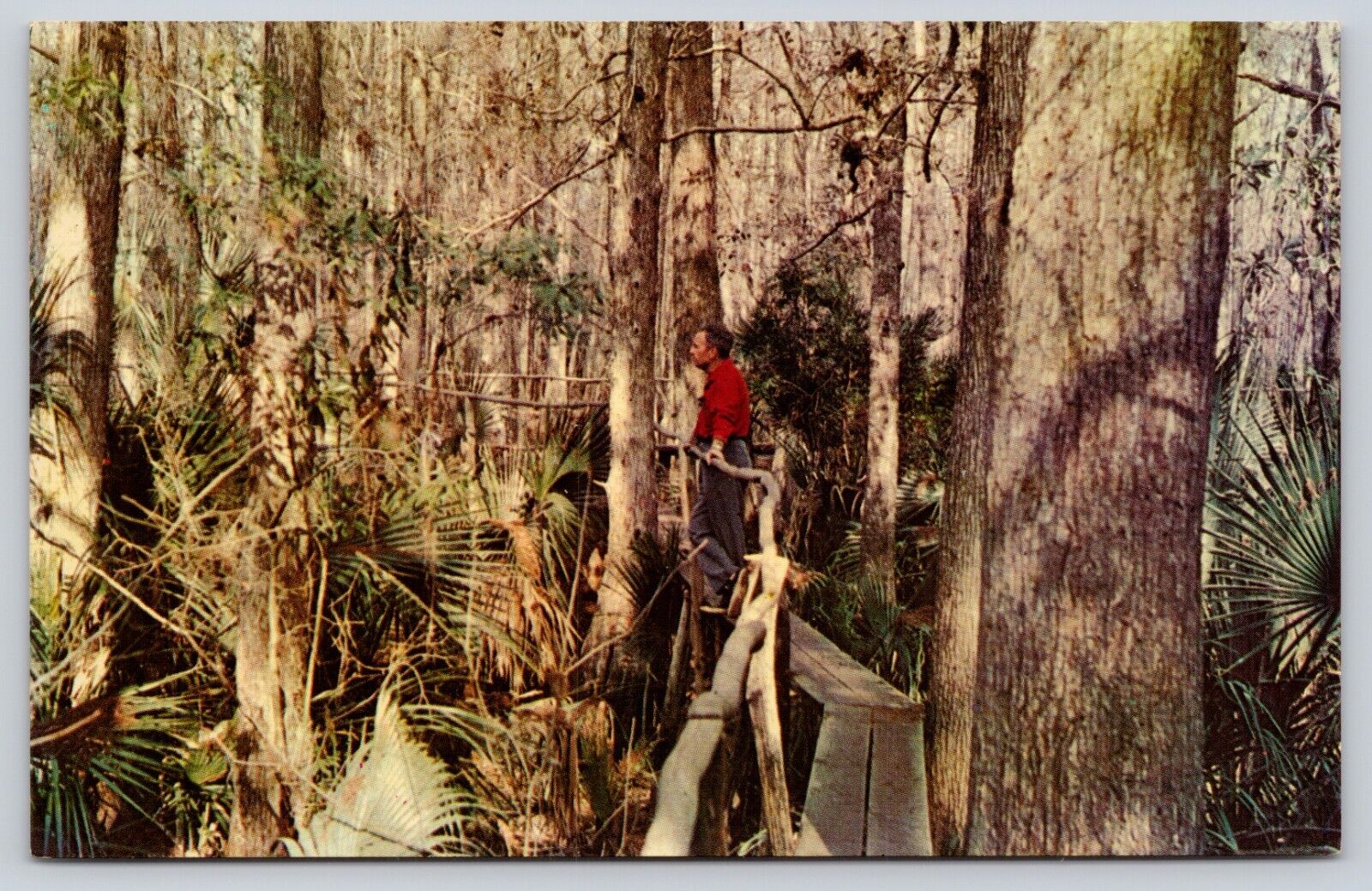 Tom Gaskins Cypress Knee Land Museum Catwalk Nature Palmdale Florida Postcard