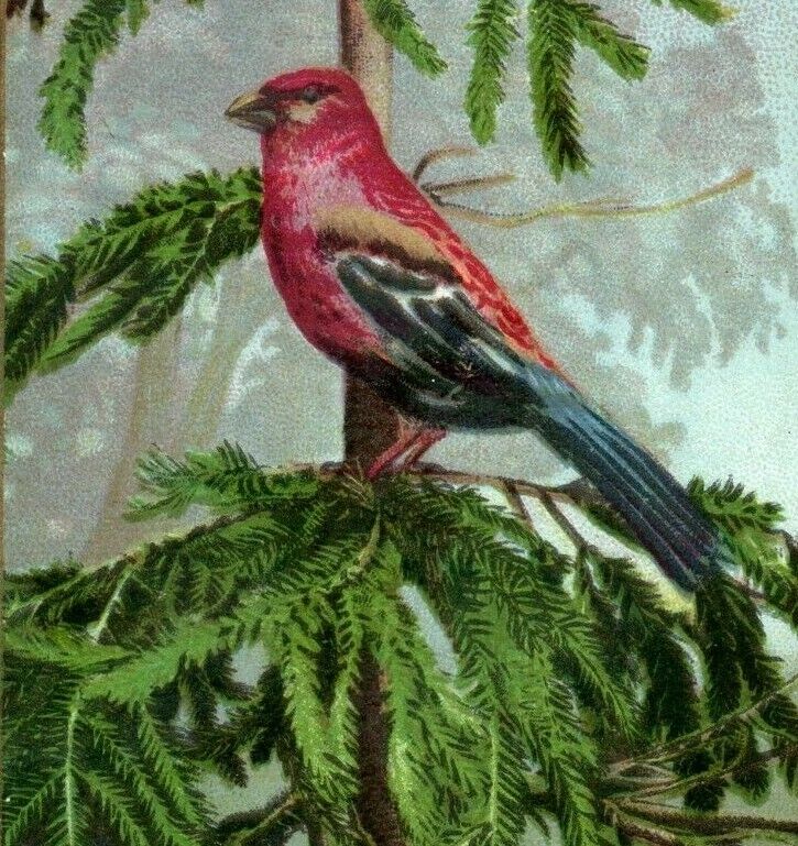 1880's German Religious Bible Quote Beautiful Wild Bird Parrot P186