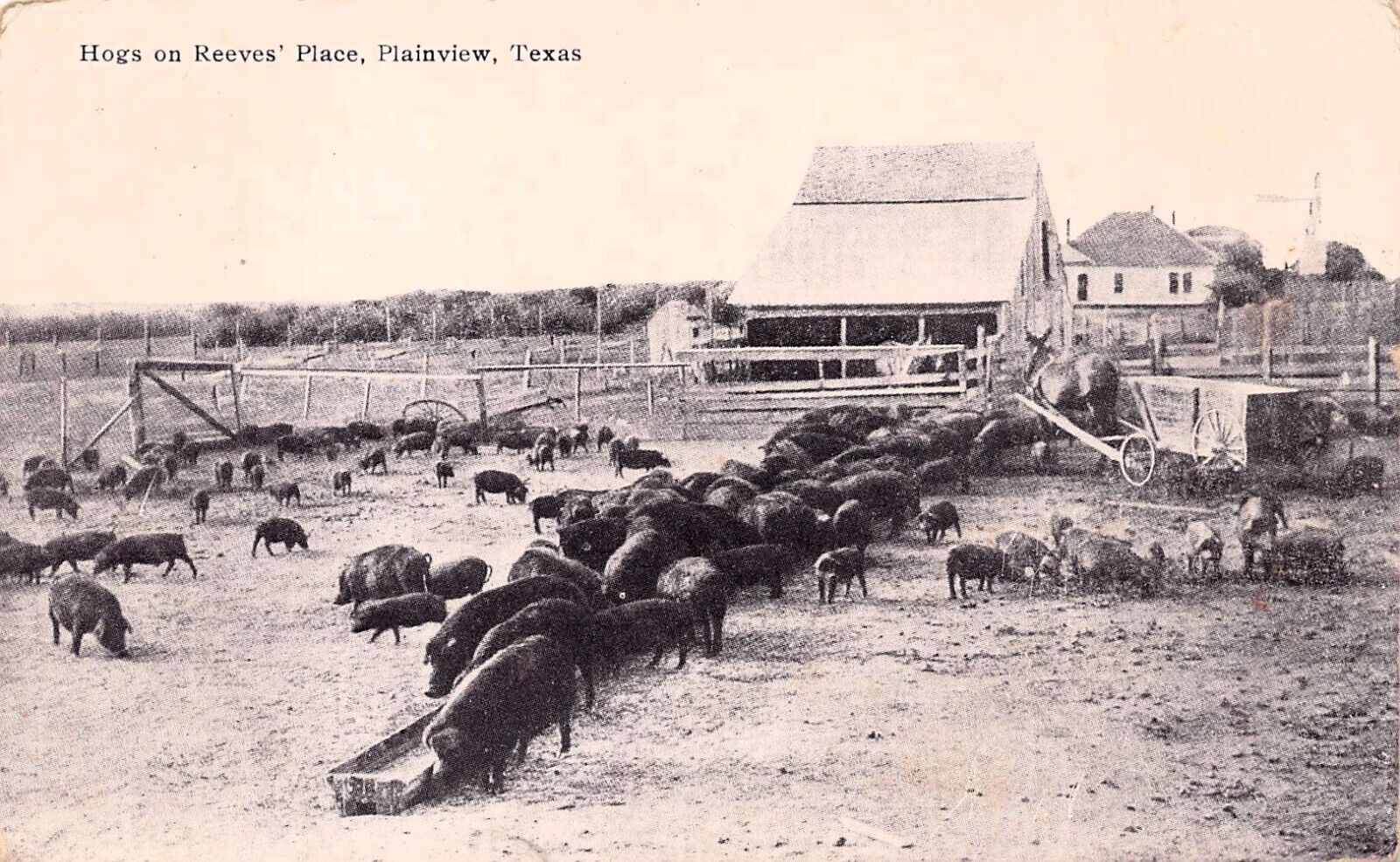 Plainview TX Texas Reeves Place Pig Farm Hogs Homestead c1920 Vtg Postcard D44