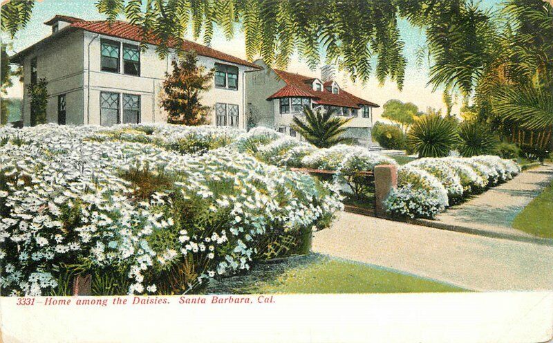 C-1905 Home Among Daises Santa Barbara California Selige Postcard 20-6525