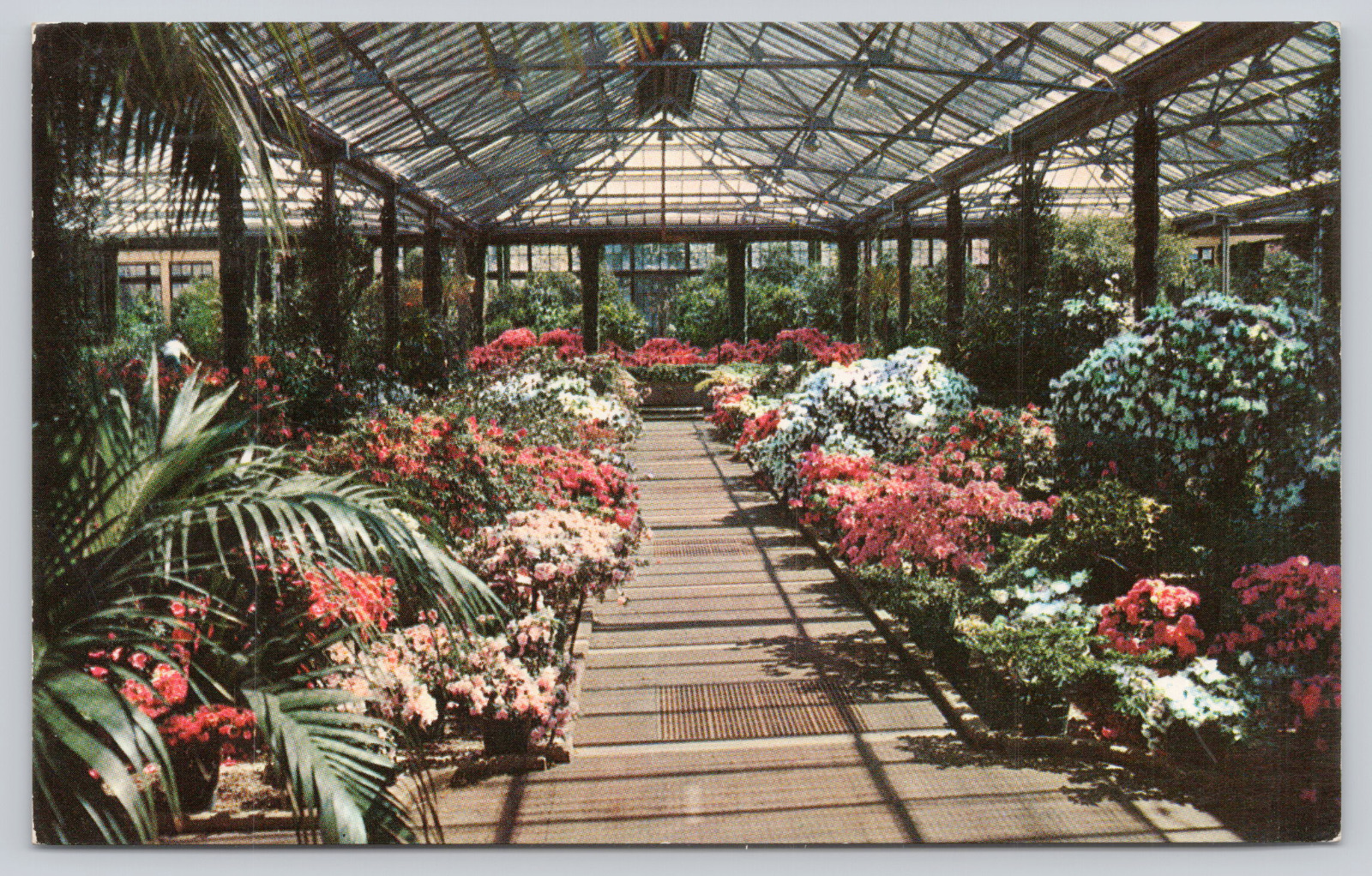Azalea House Longwood Gardens, Kennett Square PA c1957 Postcard, DuPont Estate