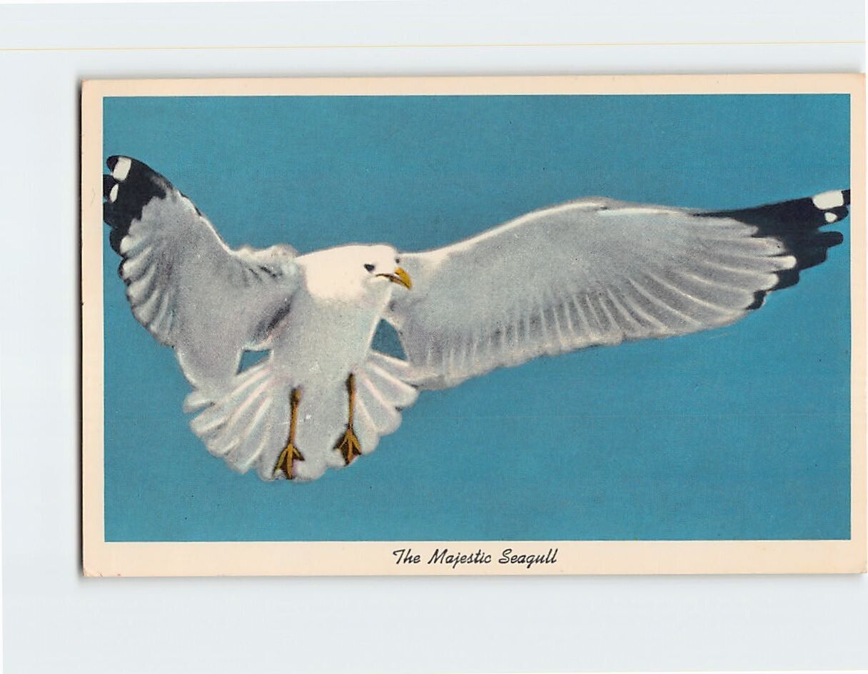Postcard The Majestic Seagull