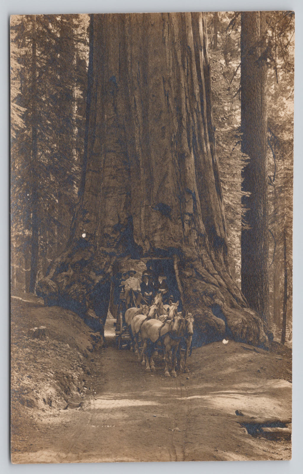 RPPC At Least 5 People and 6 Team Horse Drawn Wagon Through Tree c. 1910 A1058