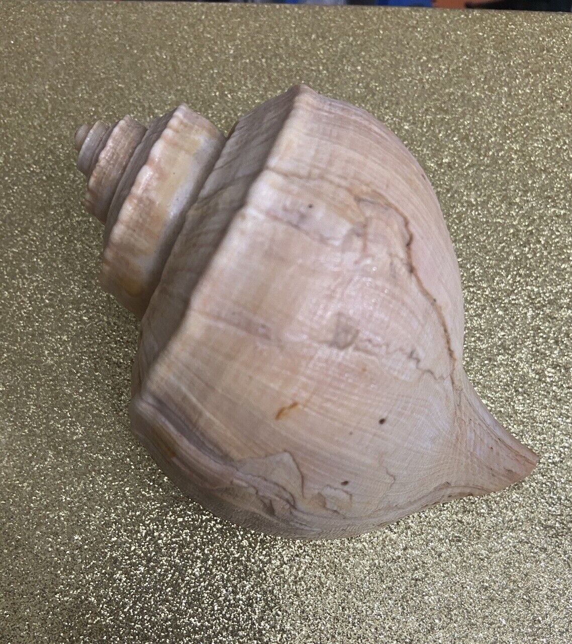 Giant Left Handed Conch Seashell