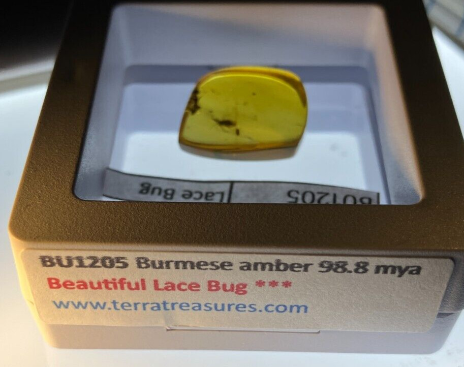 A101 BU1205 Superb Big Lace Bug, hymenoptera in Burmese Amber Myanmar 99mya