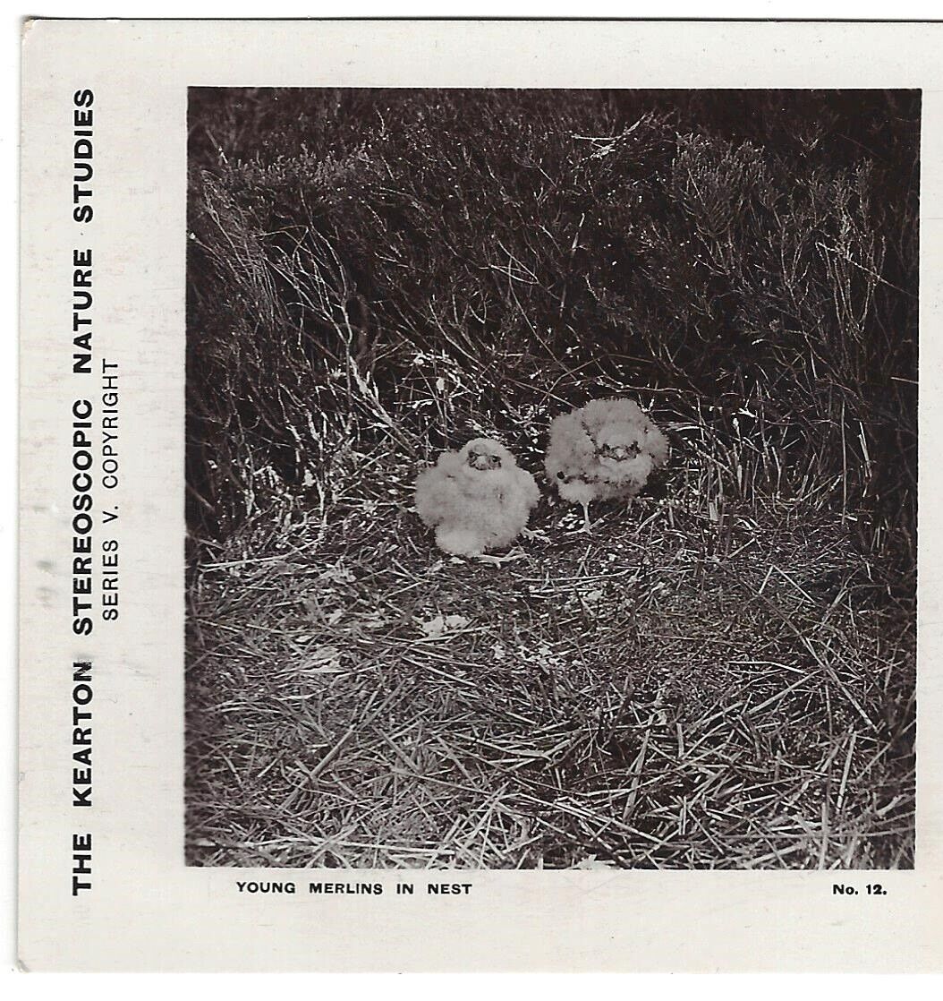 Young Merlins in the Nest, Keaton Nature Studies Stereoview