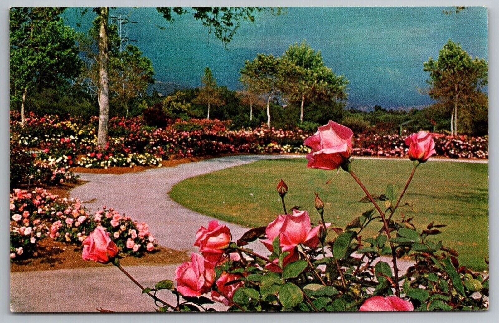 Descanso Gardens La Canada California Rose Flowers Cancel 1979 WOB PM Postcard