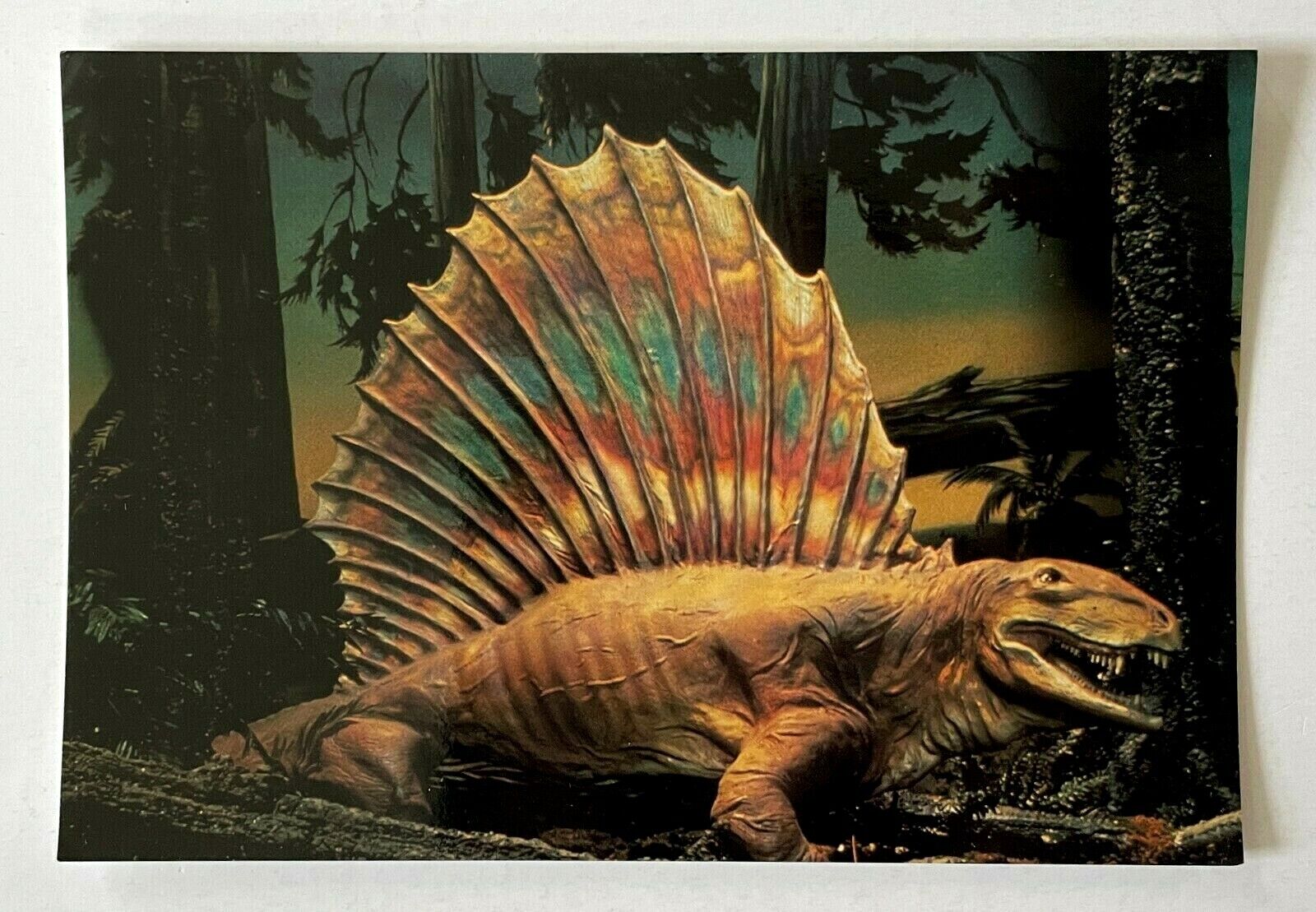 1990s Dimetrodon Dinosaur Vintage Postcard Dinamation Teeth of Two Sizes 