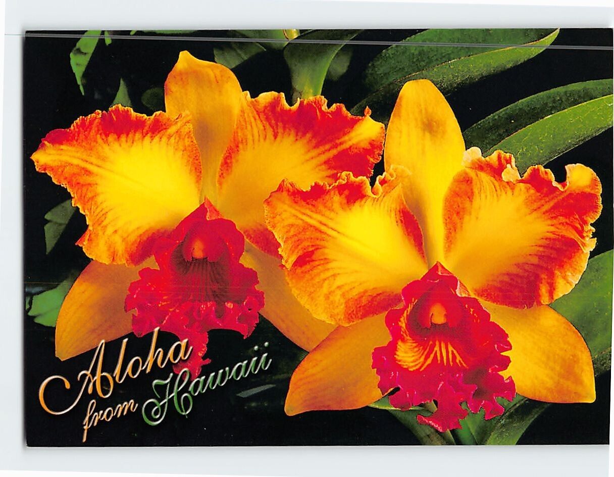 Postcard Beautiful Hawaiian Orchids Aloha from Hawaii USA