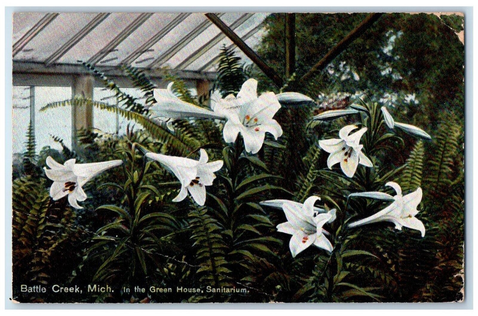 1911 Battle Creek MI, In The Green House Sanitarium Lilies Flowers Postcard